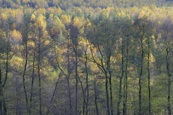 View over the autumn forest, Arnsberger Wald nature park Park, North Rhine-Westphalia, Germany