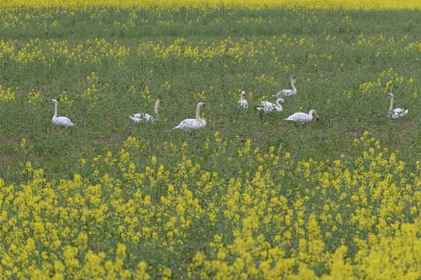 Mute swans (Cygnus olor) in an intercropped field, yellow mustard (Sinapis), North Rhine-Westphalia, Germany