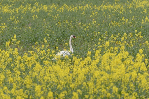 Mute swan (Cygnus olor) in an intercropped field, yellow mustard (Sinapis), North Rhine-Westphalia, Germany