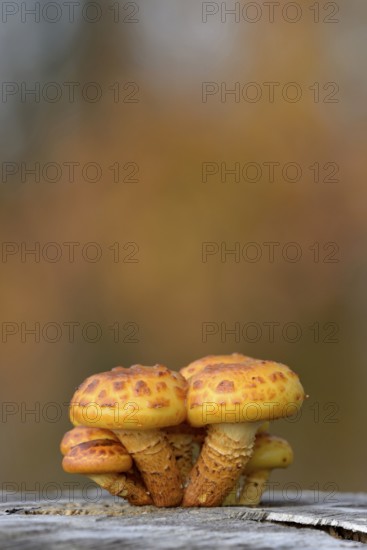 Goldfell-Schüppling (Pholiota aurivella) in autumn forest, Arnsberg Forest nature park Park, North Rhine-Westphalia, Germany