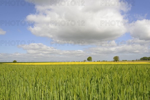 Field landscape, green grain field and flowering rape field (Brassica napus), deciduous trees, row of trees, blue cloudy sky, North Rhine-Westphalia, Germany