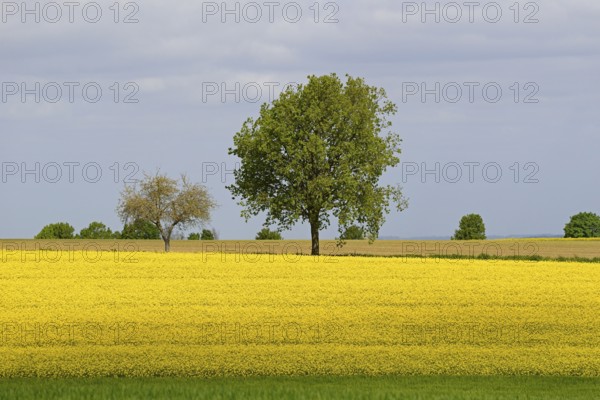 Deciduous trees, row of trees in the field landscape, green grain field and flowering rape field (Brassica napus), blue cloudy sky, North Rhine-Westphalia, Germany