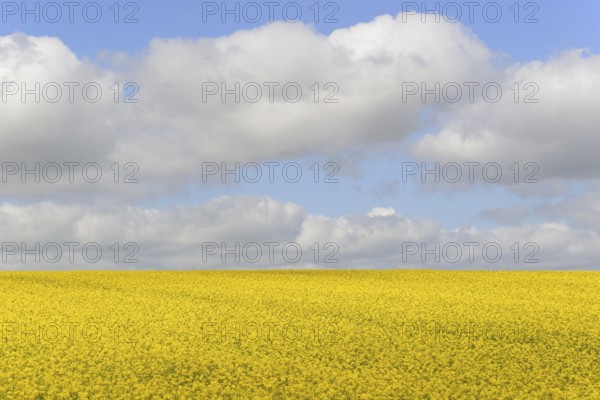 Rapeseed (Brassica napus), flowering rapeseed field, blue cloudy sky, North Rhine-Westphalia, Germany