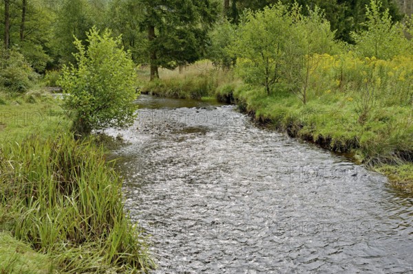 Forest stream in the Arnsberg Forest, goldenrod (Solidago) spreading along the bank, inflorescences, Arnsberg Forest nature park Park, North Rhine-Westphalia, Germany