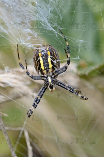 Wasp spider (Argiope bruennichi) in the web, female from the underside of the body with the spider's warts, Arnsberg Forest nature park Park, North Rhine-Westphalia, Germany