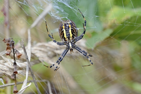 Wasp spider (Argiope bruennichi) in the web, female from the underside of the body with the spider's warts, Arnsberg Forest nature park Park, North Rhine-Westphalia, Germany