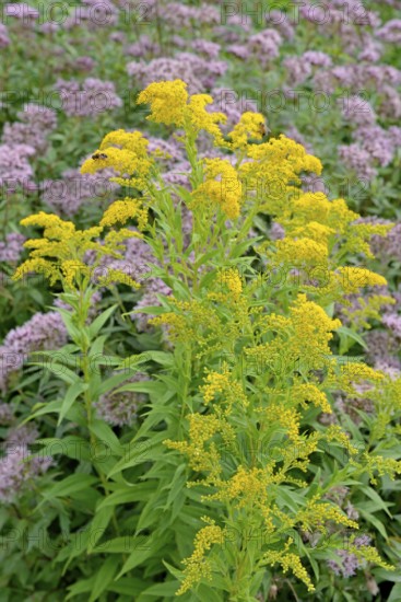 Goldenrod (Solidago) and Hemp agrimony (Eupatorium cannabinum) in bloom, Arnsberg Forest nature park Park, North Rhine-Westphalia, Germany