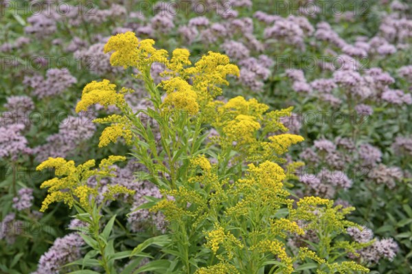 Goldenrod (Solidago) and Hemp agrimony (Eupatorium cannabinum) in bloom, Arnsberg Forest nature park Park, North Rhine-Westphalia, Germany