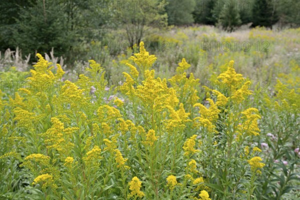 Goldenrod (Solidago) in bloom, Arnsberg Forest nature park Park, North Rhine-Westphalia, Germany
