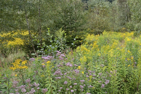 Hemp agrimony (Eupatorium cannabinum) and goldenrod (Solidago) in bloom, Arnsberg Forest nature park Park, North Rhine-Westphalia, Germany