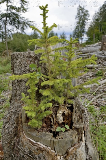 Spruce (Picea abies), young trees growing on a sawn-off and rotten spruce trunk, natural regeneration, Arnsberg Forest nature park Park, North Rhine-Westphalia, Germany
