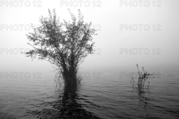 Hennesee, willows (Salix) in the fog, black and white, Hennetalsperre, Naturpark Sauerland-Rothaargebirge, North Rhine-Westphalia, Germany