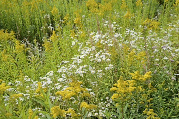 Erigeron annuus (Erigeron annuus) and goldenrod (Solidago) in bloom, Arnsberg Forest nature park Park, North Rhine-Westphalia, Germany