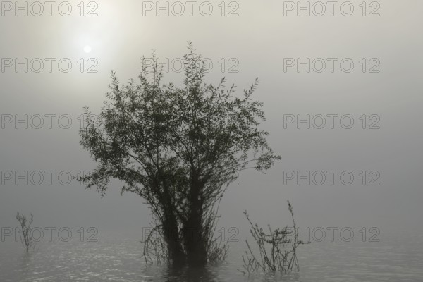 Hennesee, willows (Salix) in the lake, morning sun shining through the dense fog, Hennetalsperre, Naturpark Sauerland-Rothaargebirge, North Rhine-Westphalia, Germany