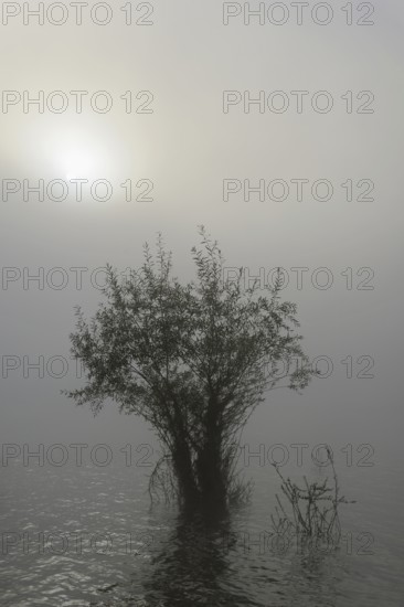 Hennesee, willows (Salix) in the lake, morning sun shining through the dense fog, Hennetalsperre, Naturpark Sauerland-Rothaargebirge, North Rhine-Westphalia, Germany