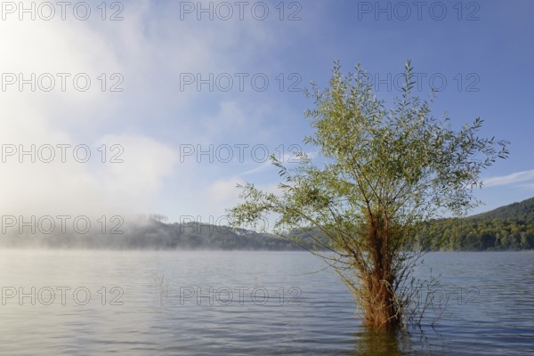 Hennesee, willow (Salix) in the lake, rising fog, blue sky, Hennetalsperre, Naturpark Sauerland-Rothaargebirge, North Rhine-Westphalia, Germany