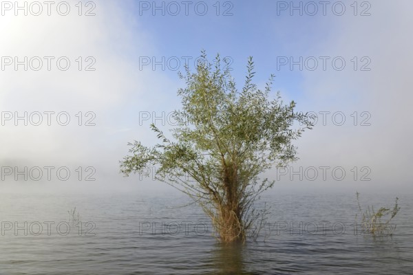 Hennesee, willows (Salix) in the lake, rising fog, blue sky, Hennetalsperre, Naturpark Sauerland-Rothaargebirge, North Rhine-Westphalia, Germany