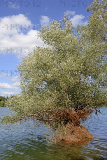 Hennesee, willow (Salix) in the lake, blue cloudy sky, Hennetalsperre, Naturpark Sauerland-Rothaargebirge, North Rhine-Westphalia, Germany