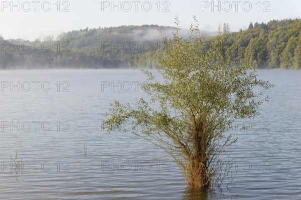 Hennesee, willows (Salix) in the lake, Hennetalsperre, Sauerland-Rothaargebirge nature park Park, North Rhine-Westphalia, Germany