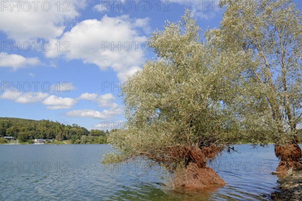 Hennesee, willows (Salix) in the lake, blue cloudy sky, Hennetalsperre, Naturpark Sauerland-Rothaargebirge, North Rhine-Westphalia, Germany