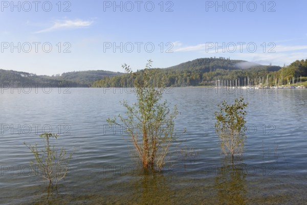 Hennesee, willows (Salix) in the lake, blue sky, Hennetalsperre, Naturpark Sauerland-Rothaargebirge, North Rhine-Westphalia, Germany