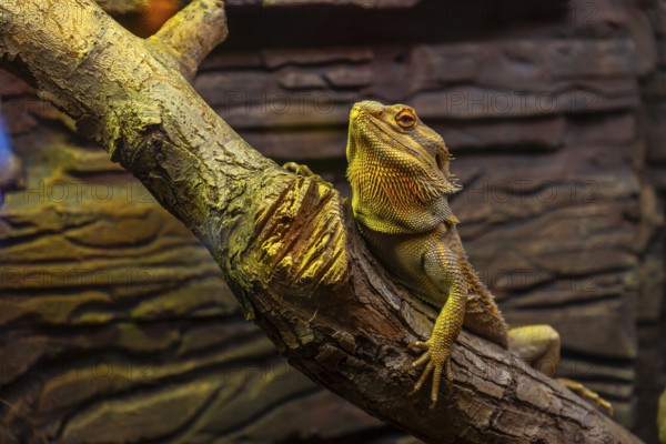 Central bearded dragon, or pogona vitticeps, resting comfortably on a branch within its terrarium, basking under the warm glow of a heat lamp, enjoying a cozy environment