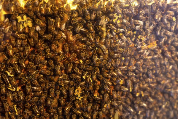 Numerous honey bees busily working on a honeycomb within a beehive create a captivating close up view of their intricate and vibrant world, showcasing their dedication and teamwork