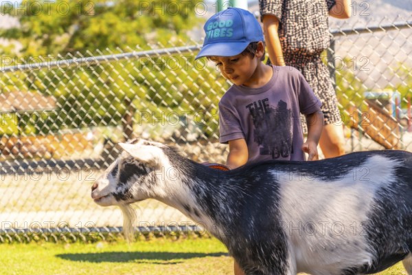 Young boy wearing a blue cap pets a black and white goat at a children's zoo in kamloops, british columbia, enjoying a sunny day outdoors
