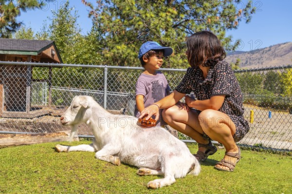 Mother and son are bonding while brushing a goat relaxing on the grass at a petting zoo in kamloops, british columbia, enjoying a sunny summer day