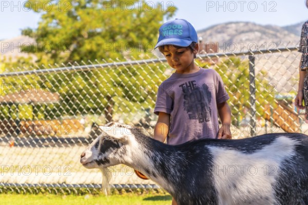 On a sunny day, a young boy in a blue cap and purple t shirt gently petting a black and white goat at a zoo in kamloops, british columbia, fosters a heartwarming bond