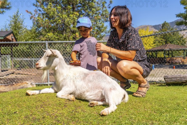 Mother and her son are brushing a goat at a petting zoo located in kamloops, british columbia, enjoying a sunny day outdoors surrounded by nature and animals
