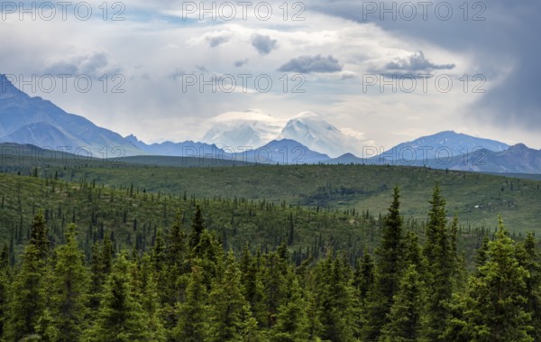 Boreal coniferous forest, taiga and white peak of Denali or Mount McKinley, mountainous landscape, Denali National Park, Alaska, USA