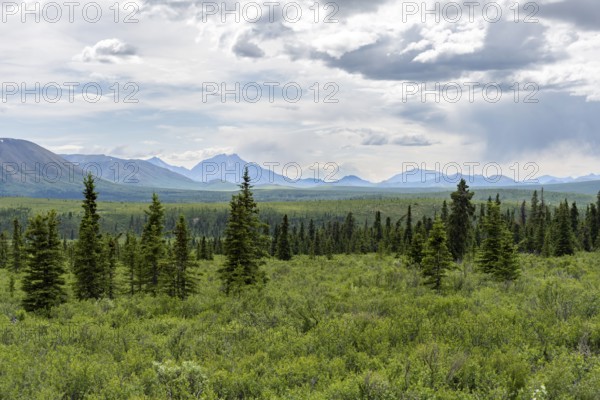 Individual conifers in the tundra, mountainous landscape, Denali National Park, Alaska, USA