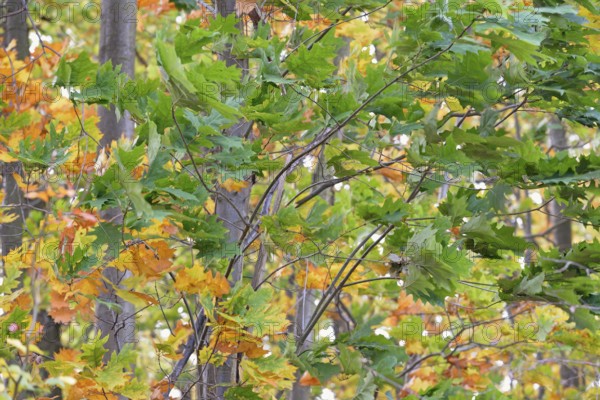 Red oak (Quercus rubra), branches with autumn leaves in strong wind, Möhnesee, Möhnetalsperre, North Rhine-Westphalia, Germany