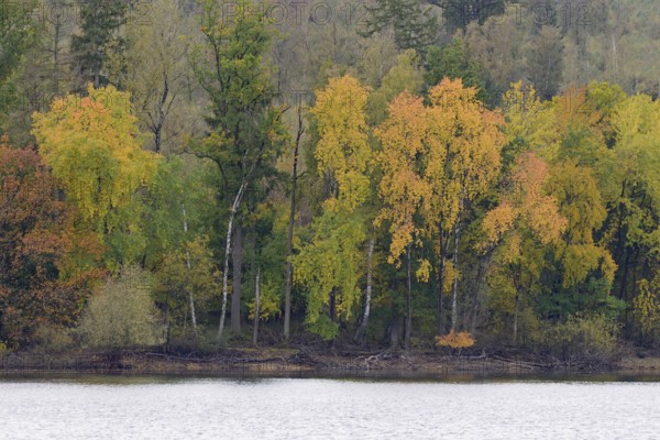 View over Lake Möhnesee, mixed autumn forest on the shore, Möhnetalsperre, North Rhine-Westphalia, Germany