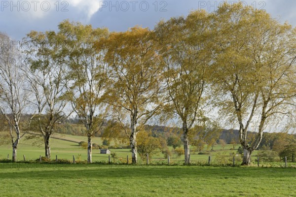 Deciduous tree, birch (Betula), row of trees with autumn leaves, blue cloudy sky, North Rhine-Westphalia, Germany