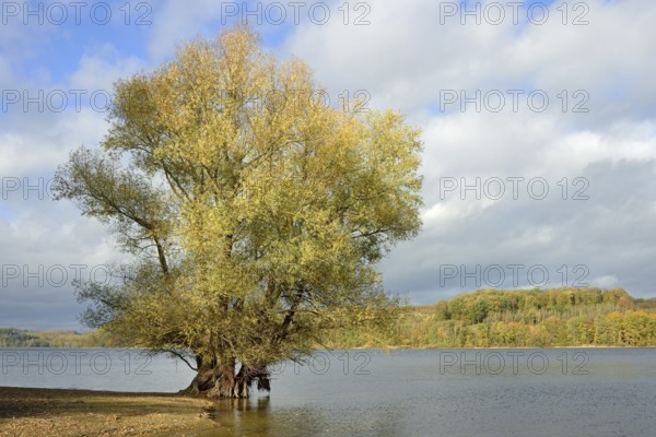 Willow (Salix) with autumn leaves on the lakeshore, blue cloudy sky, Möhnesee, Möhnetalsperre, North Rhine-Westphalia, Germany