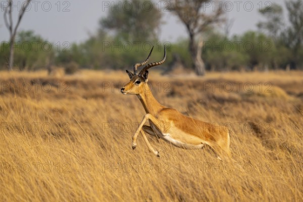 Impala (Aepyceros melampus) male jumping, running, on the run, Xakanaxa, Okavango Delta, Moremi Game Reserve, Botswana