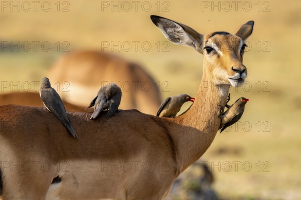 Impala (Aepyceros melampus) and red-billed oxpecker (Buphagus africanus), Xakanaxa, Okavango Delta, Moremi Game Reserve, Botswana