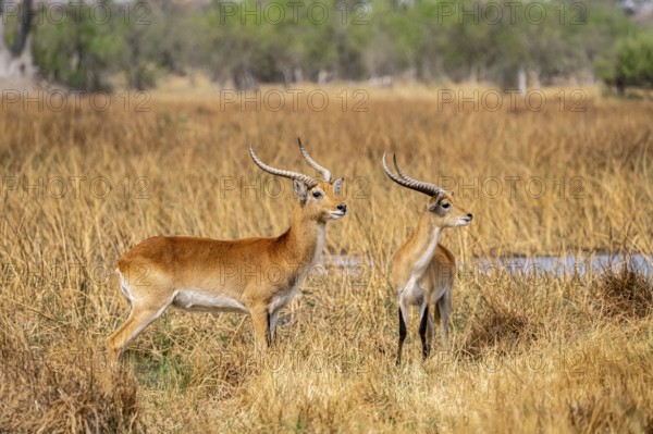 Letschwe or lychee moor antelope (Kobus leche), adult male, Xakanaxa, Okavango Delta, Moremi Game Reserve, Botswana
