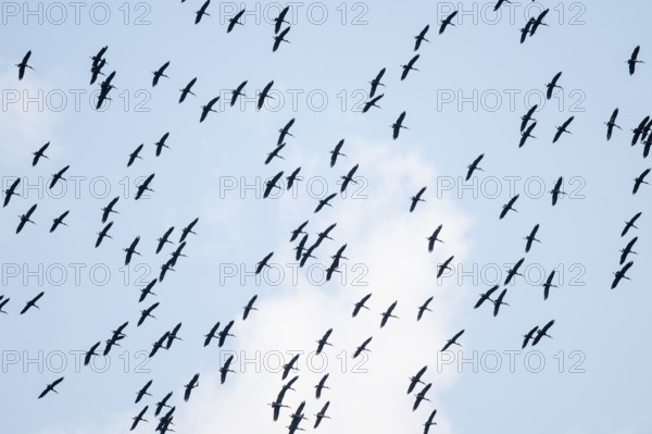 Pink pelican (Pelecanus onocrotalus), flock of birds circling in the sky, birds in flight, Namibia