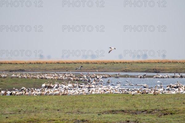 Pink pelican (Pelecanus onocrotalus), flock at the Kavango River, Namibia