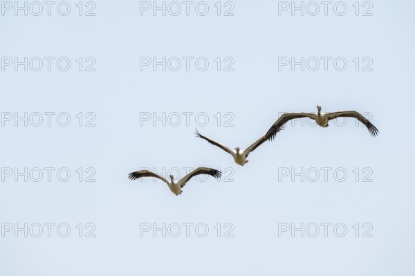 Pink pelican (Pelecanus onocrotalus) in flight, on the Kavango River, Namibia