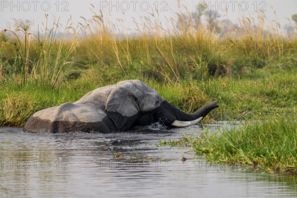 African elephant (Loxodonta africana) swimming in the swamp, Xakanaxa Lagoon, Okavango Delta, Moremi Game Reserve, Botswana