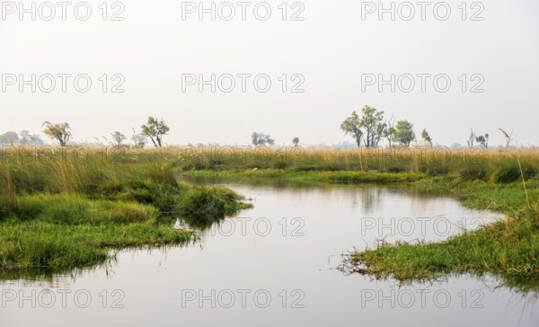 Swamp, Xakanaxa Lagoon, Okavango Delta, Moremi Game Reserve, Botswana
