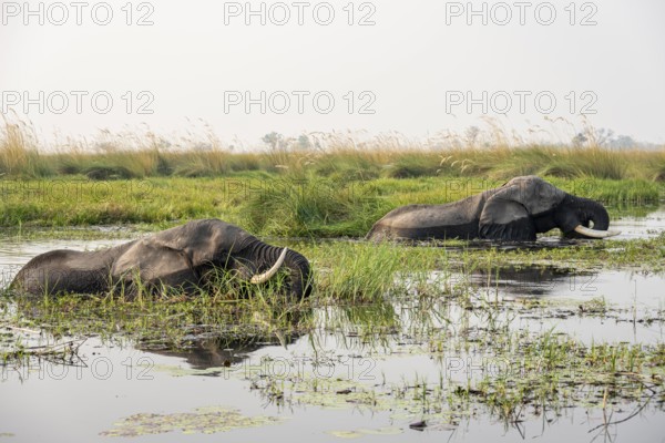 African elephant (Loxodonta africana) in the swamp, Xakanaxa Lagoon, Okavango Delta, Moremi Game Reserve, Botswana