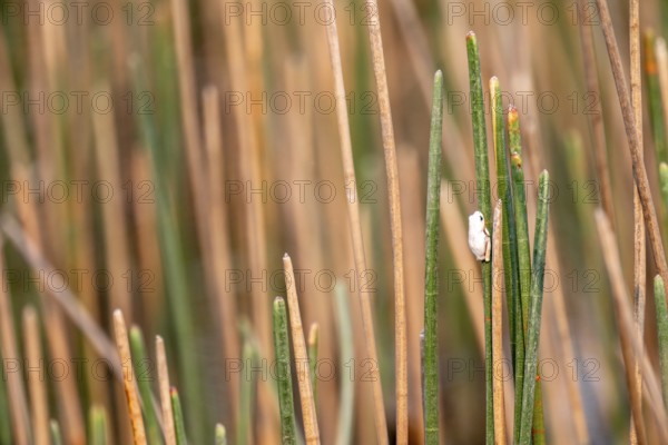 Marble reed frog (Hyperolius marmoratus), white frog sitting on a papyrus, Xakanaxa Lagoon, Okavango Delta, Moremi Game Reserve, Botswana