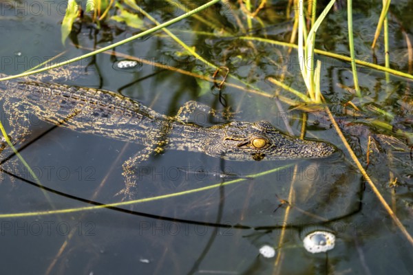 Young animal, Nile crocodile in swamp, Xakanaxa Lagoon, Okavango Delta, Moremi Game Reserve, Botswana