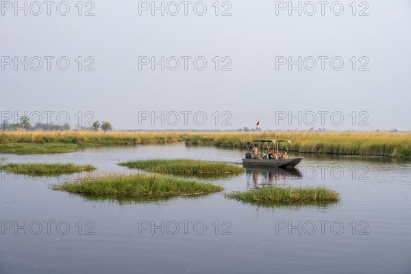 Safari by boat, tourist observing African elephant (Loxodonta africana) in the swamp, Xakanaxa Lagoon, Okavango Delta, Moremi Game Reserve, Botswana