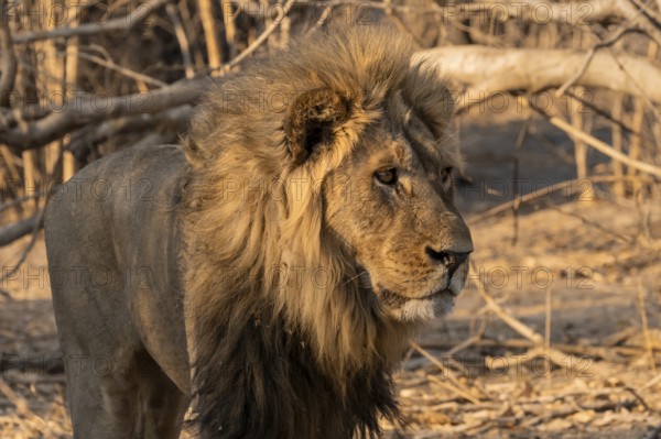 Maned lion, lion (Panthera leo), Savuti, Chobe National Park, Botswana